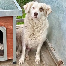 CORINA, Hund, Mischlingshund in Rumänien