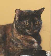 CRISTAL, Katze, Europäisch Kurzhaar in Boppard - Bild 1