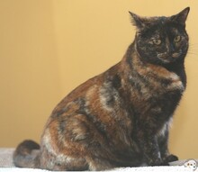CRISTAL, Katze, Europäisch Kurzhaar in Boppard - Bild 2
