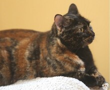 CRISTAL, Katze, Europäisch Kurzhaar in Boppard - Bild 3