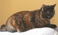 CRISTAL, Katze, Europäisch Kurzhaar in Boppard - Bild 4