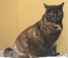 CRISTAL, Katze, Europäisch Kurzhaar in Boppard - Bild 5