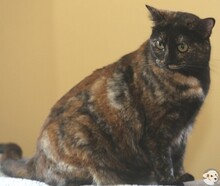 CRISTAL, Katze, Europäisch Kurzhaar in Boppard - Bild 6