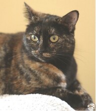 CRISTAL, Katze, Europäisch Kurzhaar in Boppard - Bild 7