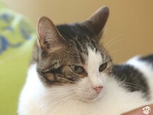 CINDY, Katze, Europäisch Kurzhaar-Mix in Boppard - Bild 1