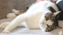 CINDY, Katze, Europäisch Kurzhaar-Mix in Boppard - Bild 2