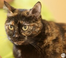 CLARA, Katze, Europäisch Kurzhaar in Boppard - Bild 1