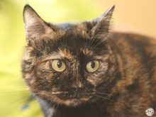 CLARA, Katze, Europäisch Kurzhaar in Boppard - Bild 2