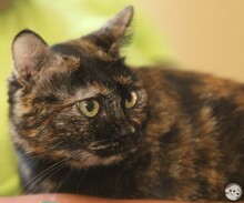 CLARA, Katze, Europäisch Kurzhaar in Boppard - Bild 3