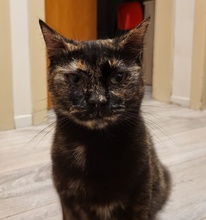 CLARA, Katze, Europäisch Kurzhaar in Boppard - Bild 4