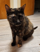 CLARA, Katze, Europäisch Kurzhaar in Boppard - Bild 5