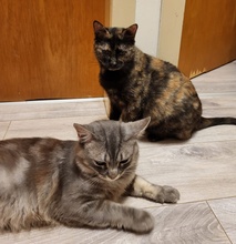 CLARA, Katze, Europäisch Kurzhaar in Boppard - Bild 6