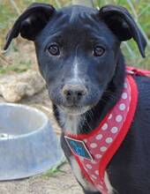 BONNY, Hund, Mischlingshund in Griechenland