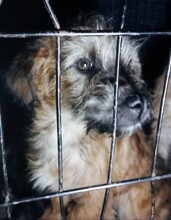 ZINI, Hund, Mischlingshund in Rumänien