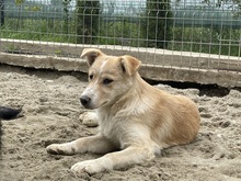 WOLKE, Hund, Mischlingshund in Rumänien