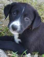 BUFFY, Hund, Mischlingshund in Griechenland