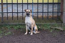 POLY, Hund, Mischlingshund in Slowakische Republik - Bild 5