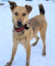 YOSHI, Hund, Mischlingshund in Rumänien