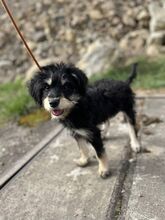 HEYDI, Hund, Mischlingshund in Slowakische Republik