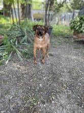 DINO, Hund, Mischlingshund in Slowakische Republik
