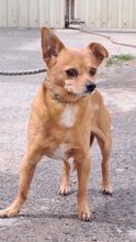 SOMA, Hund, Mischlingshund in Ungarn