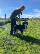 SZISZI, Hund, Mischlingshund in Ungarn - Bild 1