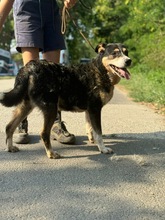 SZISZI, Hund, Mischlingshund in Ungarn - Bild 10