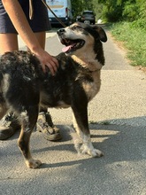 SZISZI, Hund, Mischlingshund in Ungarn - Bild 13