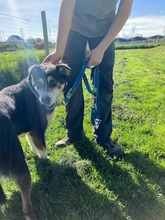 SZISZI, Hund, Mischlingshund in Ungarn - Bild 2