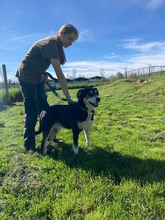 SZISZI, Hund, Mischlingshund in Ungarn - Bild 4