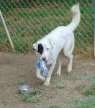 ZEUS, Hund, Mischlingshund in Griechenland - Bild 12