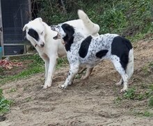 ZEUS, Hund, Mischlingshund in Griechenland - Bild 18