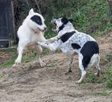 ZEUS, Hund, Mischlingshund in Griechenland - Bild 19