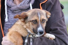 CENSIO, Hund, Chihuahua-Mix in Lohra-Reimershausen