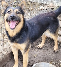 JAY, Hund, Mischlingshund in Rumänien