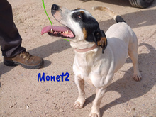 MONET2, Hund, Ratonero Bodeguero Andaluz in Spanien - Bild 4