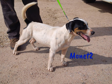 MONET2, Hund, Ratonero Bodeguero Andaluz in Spanien - Bild 6