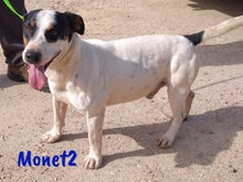 MONET2, Hund, Ratonero Bodeguero Andaluz in Spanien - Bild 7