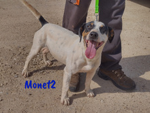 MONET2, Hund, Ratonero Bodeguero Andaluz in Spanien - Bild 8