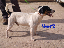 MONET2, Hund, Ratonero Bodeguero Andaluz in Spanien - Bild 9