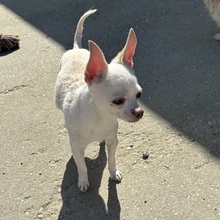COCO, Hund, Chihuahua in Ungarn