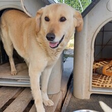 KYLO, Hund, Mischlingshund in Griechenland