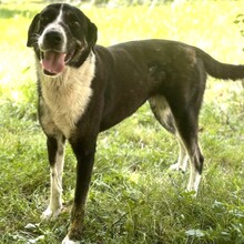 TASHA, Hund, Mischlingshund in Griechenland