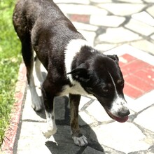 TASHA, Hund, Mischlingshund in Griechenland - Bild 2