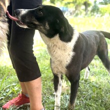 TASHA, Hund, Mischlingshund in Griechenland - Bild 3