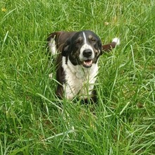 TASHA, Hund, Mischlingshund in Griechenland - Bild 4