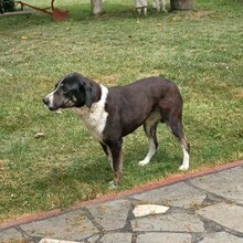 TASHA, Hund, Mischlingshund in Griechenland - Bild 5