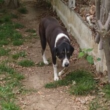 TASHA, Hund, Mischlingshund in Griechenland - Bild 6