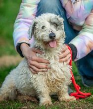 VATTE, Hund, Mischlingshund in Ungarn - Bild 1