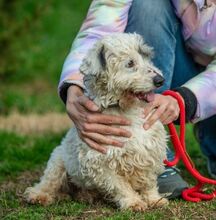 VATTE, Hund, Mischlingshund in Ungarn - Bild 2